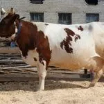 Айрширская порода