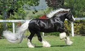 Прогулка лошади