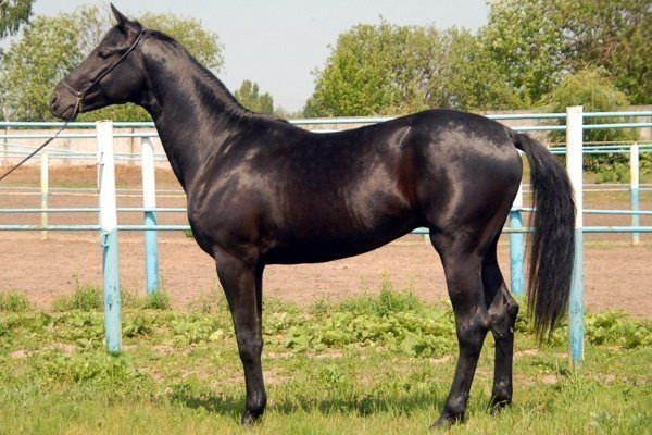 Лошадь Тракененская: описание породы, характеристики, уход, содержание и отзывы