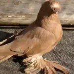 Узбекские лохмоногие голуби