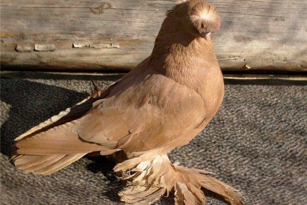 Узбекские лохмоногие голуби