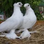 Голубь и голубка