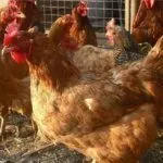 Порода Фокси Чик