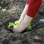 Высадка в грунт