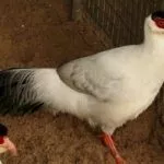 Белый ушастый фазан