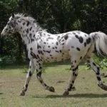 Лошади Аппалуза