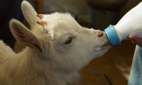 Козлёнок пьёт молоко из бутылочки
