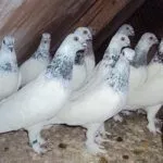 Голуби на чердаке