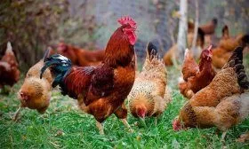 Куры на выгуле