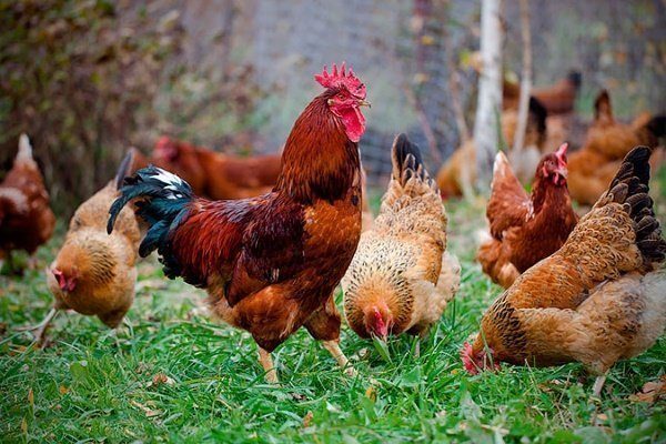 Кучинская юбилейная порода кур: характеристика, содержание и уход,  разведение цыплят