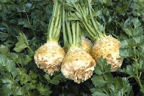 1997 Как выглядит сельдерей на грядке