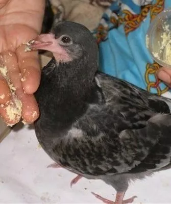 Кормление птенца голубя