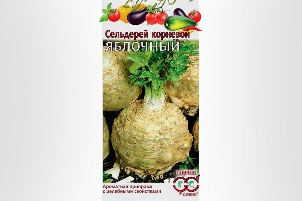 2371556 Как выглядит сельдерей на грядке