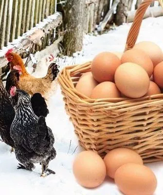 Курица снесли яйца зимой