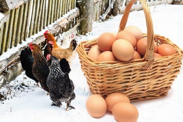 Курица снесли яйца зимой