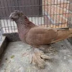 Короткоклювые голуби