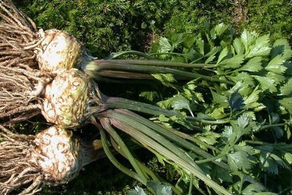 52 17 e1456744190497 Как выглядит сельдерей на грядке