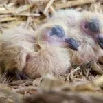 Птенцы голубя