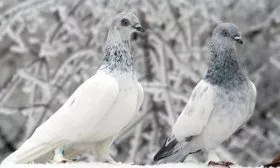 Голуби Венгерская высоколётная