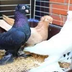 Узбекские голуби