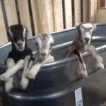 Козлята Ламанча