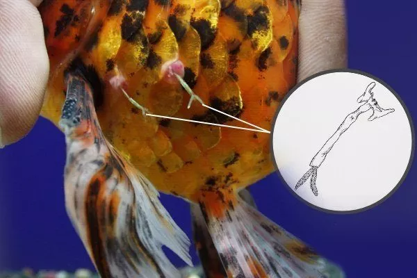 Веслоногие рачки лерны паразитируют в рыбе
