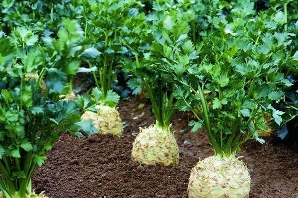 celery rijk zwaan prezident 05 g images 523402097 Как выглядит сельдерей на грядке