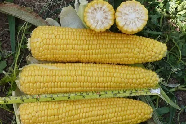 Сорта ранней кукурузы: список раннеспелых сортов, отзывы и фото