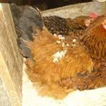 Курица на яйцах