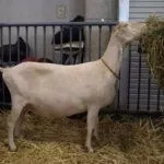 Беременная Ламанча