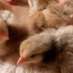 Выведение циплят