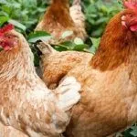 Курица и петух породы Изи Браун