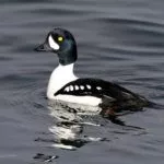 Исландский гоголь