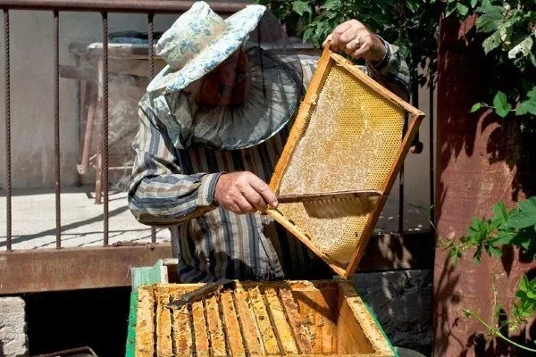 Пчеловод и рамка