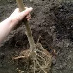 Посадка груши