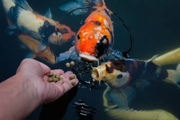 Кормление рыб