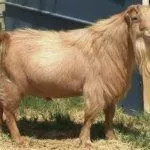 Козёл Ламанча