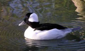 Малый гоголь