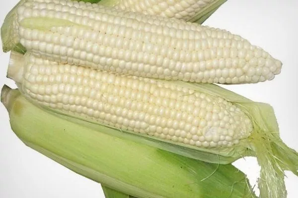 Фотографии кукурузы раннеспелой Голландской