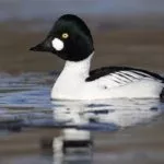 Обыкновенный гоголь