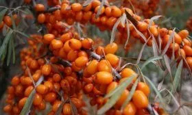 Сорт Ботаническая любительская