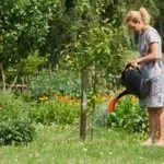 Полив груши