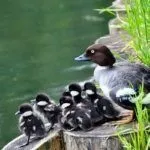 Самка и птенцы