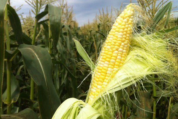 Сорта кукурузы: ТОП-лучших сортов с их описание и фото