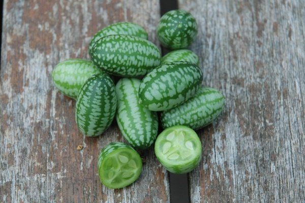 whats new all about planting cute cucamelons5