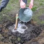 Полив саженца