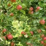 Сорт Жигулевское