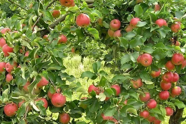 Сорта яблонь для Сибири: фото, названия, описание