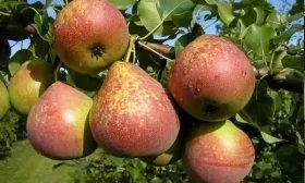 Груша Мраморная