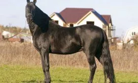 Карачевская лошадь